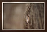 Gray Wolf Prints by Jim Brandenburg
