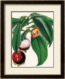 Mangosteen Posters by Susan Davies