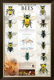 The World Of Bees Poster