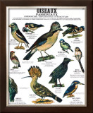 Song Bird Teaching Chart Posters by DEYROLLE 