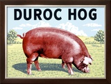 Duroc Hog Framed Giclee Print