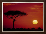 Wild Beast Migration, Masai Mara, Kenya Posters by Dee Ann Pederson