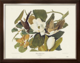 Black-Billed Cuckoo Prints by John James Audubon