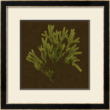 Dramatic Kelp I Art