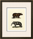 Animal Studies IV Posters