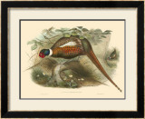 Pheasants II Prints by John Gould