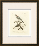 Antique French Birds II Posters by Francois Langlois