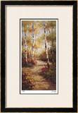 Forest Walkway Limited Edition Framed Print by Stephen Douglas