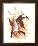 American Pintail Prints by Charles Murphy