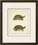 Turtle Duo III Prints by J.W. Hill
