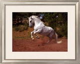 Horse Framed Giclee Print by Sara Stafford