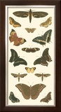 Cramer Butterfly Panel II Posters by Pieter Cramer