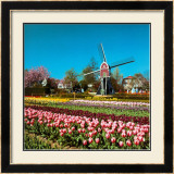 Lisse, Holland Posters by Stuart Black