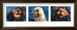 Otter Suite Posters by Bob Talbot