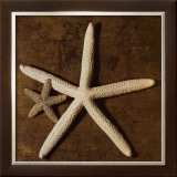 Starfish Posters by Caroline Kelly