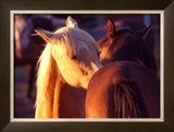 Telling Secrets Framed Giclee Print by Sara Stafford