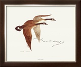 Canada Geese Prints by Charles Murphy
