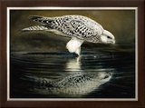 Drinking Falcon Prints by Renato Casaro