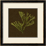 Dramatic Kelp II Posters