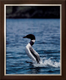 Female Loon Art by John Pezzenti Jr