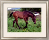 Horse Framed Giclee Print by Sara Stafford