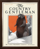 Beaver in Winter, c.1916 Framed Giclee Print by Charles Livingston Bull