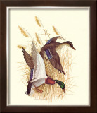 Mallards Posters by Charles Murphy
