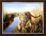 Tiger in the Indian Sunderbans Poster by Leonard Pearman