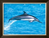 Spinner Dolphins Framed Giclee Print by Michael S. Nolan