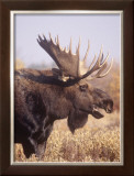 Moose Closeup Framed Giclee Print by Ken Archer