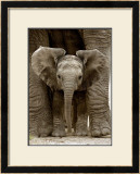 Baby Elephant Prints by Andy Rouse