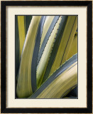 Variegated Agave II Prints by Rachel Perry