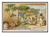 Cassava / Manioc Giclee Print