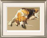 Hound in a Kennel Limited Edition Framed Print by Andre Pater