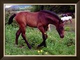 Horse Framed Giclee Print by Sara Stafford