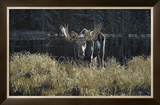 Autumn Foraging Prints by Ron Parker