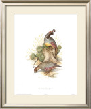 Gamble's Quail Posters by Charles Murphy