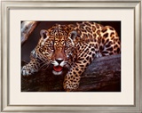 Jaguar Posters by Gerry Ellis