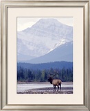 Moose Framed Giclee Print by Ken Archer