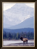 Moose Framed Giclee Print by Ken Archer