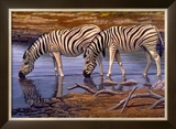Zebras Drinking Prints by Clive Kay