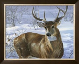 Through My Window: Whitetail Deer Posters by Joni Johnson-godsy Through My Window: Whitetail Deer Posters by Joni Johnson-godsy