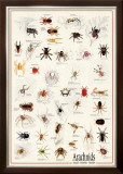 Arachnids Posters