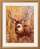 Buck in Forest Poster by Michelle Mara