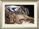 Time to Rest Lynx Prints by Alan Sakhavarz