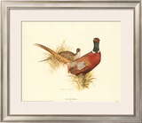 Ring Necked Pheasant Print by Charles Murphy