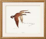 Canada Geese Posters by Charles Murphy