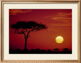 Wild Beast Migration, Masai Mara, Kenya Prints by Dee Ann Pederson