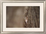 Gray Wolf Poster by Jim Brandenburg