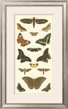 Cramer Butterfly Panel II Print by Pieter Cramer